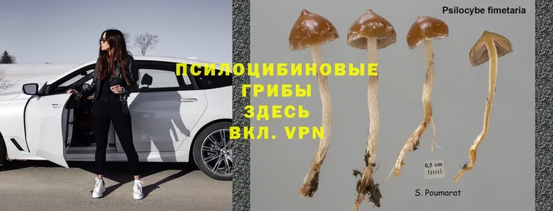 Галлюциногенные грибы Magic Shrooms  Пермь 